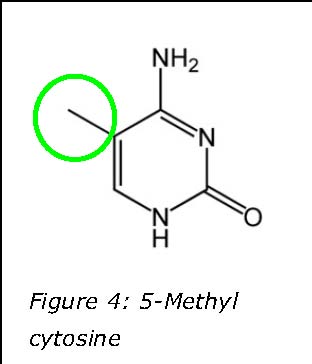 cytosine